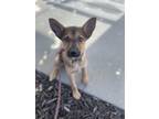 Adopt Rocky Road a German Shepherd Dog, Mixed Breed