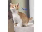 Adopt Tony (needs a kitten or young cat friend) a Domestic Short Hair
