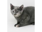 Adopt Carrie Underwood Will Rock Your World! THERAPY KITTEN - CAN GO SOLO BUT
