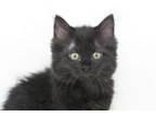 Adopt Midnight is truly MAGNIFICENT POOF! a Maine Coon, Norwegian Forest Cat