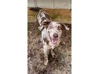 Adopt Whiskey a Catahoula Leopard Dog
