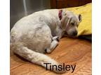 Adopt Tinsley a Labrador Retriever