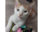 Adopt Potter a American Shorthair