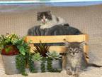 Adopt ~Simon And Spencer~ A Domestic Short Hair, Maine Coon