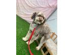 Adopt Chance a Poodle