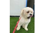 Adopt Pip a Poodle