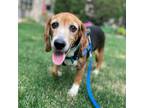 Adopt Eva a Beagle