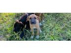 Adopt Maybelline a Black Mouth Cur