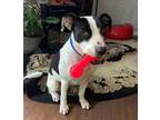 Adopt Raven a Collie, Pit Bull Terrier