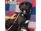 Adopt Mallie a Wirehaired Terrier, Poodle