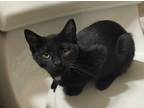 Adopt Nera DeFelice A Domestic Short Hair