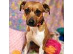 Adopt Coco a Rat Terrier
