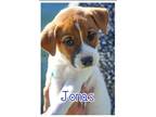 Adopt Jonas a Mixed Breed