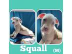 Adopt Squall a Pit Bull Terrier