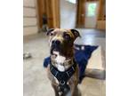 Adopt Riggs a Pit Bull Terrier