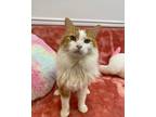 Adopt Marvin A Domestic Long Hair