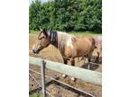 13 yr old beautiful gelding who deserves more attention project