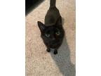 Adopt Sammie a All Black Havana Brown / Mixed (medium coat) cat in Eureka