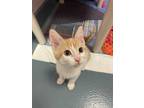 Adopt Garfield-Kitchener a Orange or Red Domestic Shorthair / Domestic Shorthair