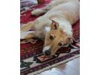Adopt Nula a Tan/Yellow/Fawn - with White Wirehaired Fox Terrier / Hound
