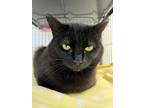 Adopt Luna a All Black Domestic Shorthair / Domestic Shorthair / Mixed cat in