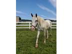 Adopt Dime a White Morgan / Morgan / Mixed horse in Danville, PA (35143292)