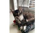 Adopt Ellie a Calico or Dilute Calico Maine Coon / Mixed (long coat) cat in
