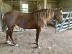 Registered Kentucky Mountain Horse