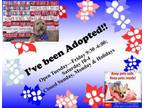 Adopt A517801 a Yorkshire Terrier, Mixed Breed