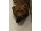 Adopt 13352-9a a Pit Bull Terrier