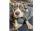 Adopt Clay a Pit Bull Terrier