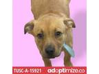 Adopt TUSC-Stray-tu3483 a Pit Bull Terrier