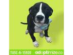 Adopt TUSC-Stray-tu3482 a Pit Bull Terrier