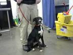 Adopt TOSH a Labrador Retriever, Mixed Breed