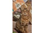 Adopt Bowie a Tabby
