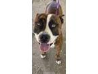 Adopt A224807 a Pit Bull Terrier, Mixed Breed