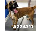 Adopt A224711 a German Shepherd Dog, Mixed Breed