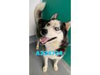 Adopt A224724 a Siberian Husky, Mixed Breed