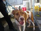 Adopt ZUES a Pit Bull Terrier