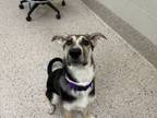 Adopt SPINELLI a German Shepherd Dog, Mixed Breed