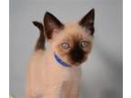 Adopt FOREST A Siamese