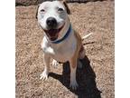 Adopt ZEKE a Pit Bull Terrier, Mixed Breed