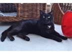 Adopt Stavros a Domestic Short Hair