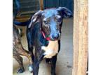 Adopt Belle a Whippet, Mountain Cur