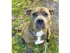 Adopt HYPATIA a American Staffordshire Terrier