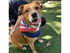 Adopt Levi a Boxer, Mixed Breed