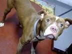 Adopt SATURN a Pit Bull Terrier, Mixed Breed