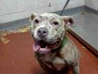 Adopt NIA a Pit Bull Terrier, Mixed Breed