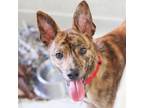 Adopt Devo a Whippet, Mixed Breed