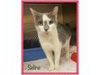 Adopt SELINE available 7/5 a Domestic Short Hair